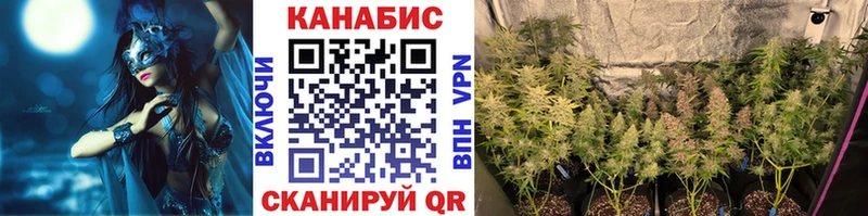 где найти наркотики  Светлогорск  Конопля марихуана 